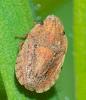Sciocoris sulcatus